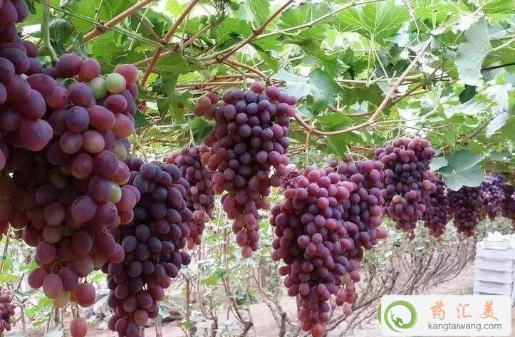 ؿԳц
