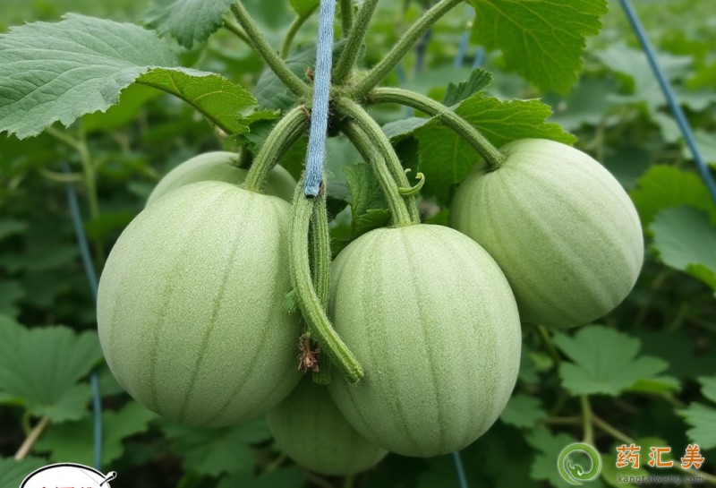 胰腺炎恢復(fù)期能不能吃甜瓜